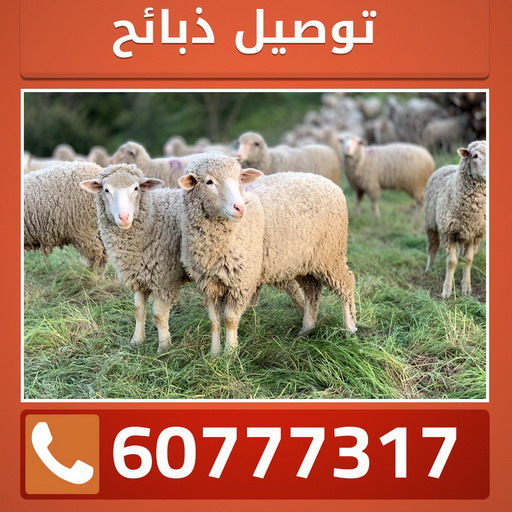 ذبايح - ذبايح للبيع - توصيل ذبايح - ابومصطفى 📞 60777317 - ذبائح - غنم للبيع - اغنام للبيع - اغنام الكويت - غنم - خرفان للبيع - سوق الغنم - قصاب - ذبائح للبيع 1 ذبايح - ذبايح للبيع - توصيل ذبايح - ابومصطفى 📞 60777317 - ذبائح - غنم للبيع - اغنام للبيع - اغنام الكويت - غنم - خرفان للبيع - سوق الغنم - قصاب - ذبائح للبيع